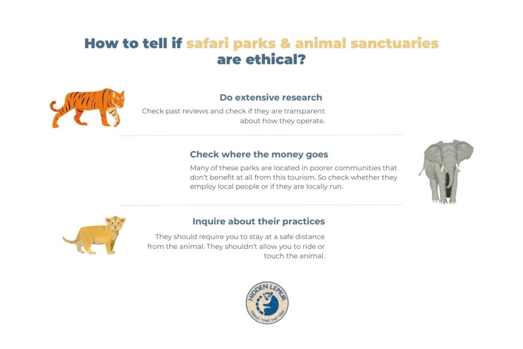 How To Find Ethical Animal Sanctuaries & Safaris - Hidden Lemur