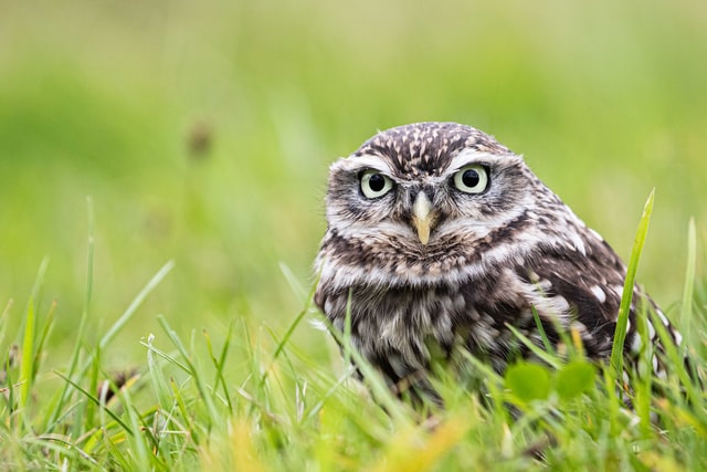 Canada is an Ideal Birdwatching Destination for Burrowing Owl
