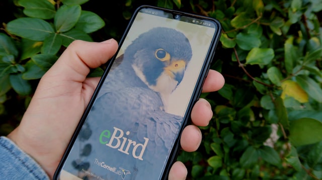 Bird apps help in the identification of bird species